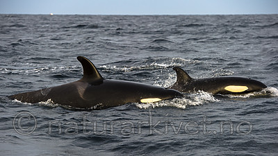 BB 14 0319 / Orcinus orca / Spekkhogger